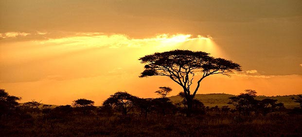 bushveld